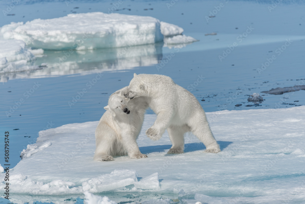 Two young wild polar bear cubs playing on pack ice in Arctic sea, north of Svalbard Two young wild polar bear cubs playing on pack ice in Arctic sea, north of Svalbard