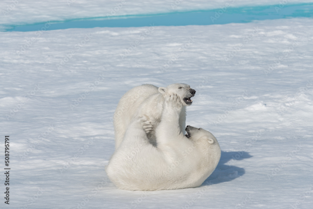 Two young wild polar bear cubs playing on pack ice in Arctic sea, north of Svalbard Two young wild polar bear cubs playing on pack ice in Arctic sea, north of Svalbard