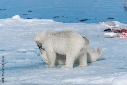 Two young wild polar bear cubs playing on pack ice in Arctic sea, north of Svalbard