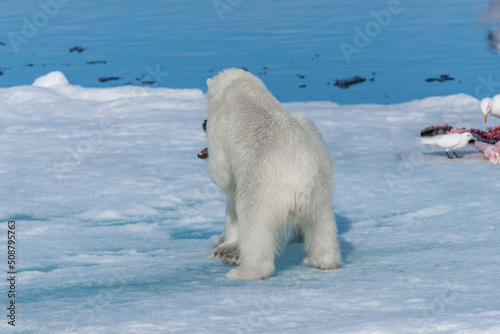 Two young wild polar bear cubs playing on pack ice in Arctic sea, north of Svalbard