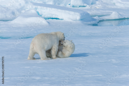 Two young wild polar bear cubs playing on pack ice in Arctic sea, north of Svalbard © Alexey Seafarer