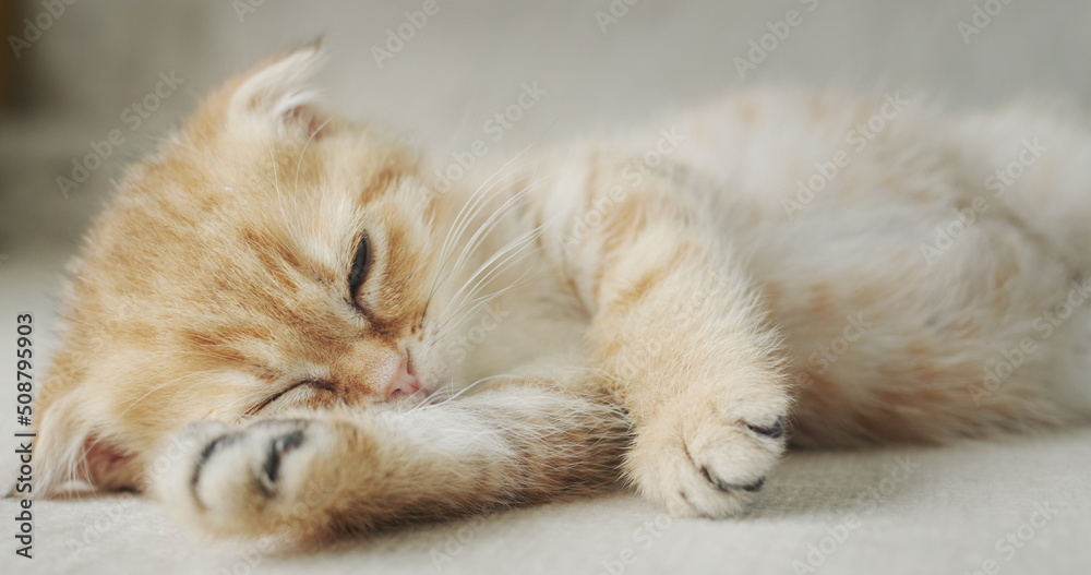 Portrait of a funny ginger kitten, resting on the sofa and put his paw under his cheek Portrait of a funny ginger kitten, resting on the sofa and put his paw under his cheek