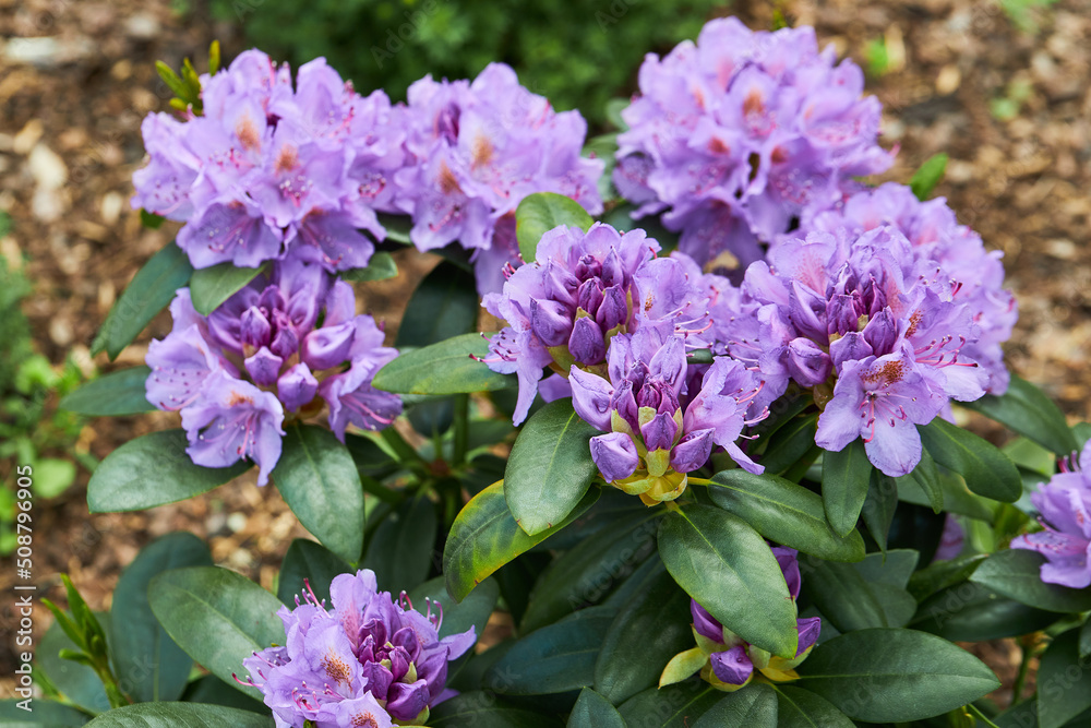 Rhododendron Catawbiense Grandiflorum purple flowers and buds close up. Called Mountain rosebay, Purple ivy, Purple laurel, Purple rhododendron, Red laurel, Rosebay, Rosebay laurel Rhododendron Catawbiense Grandiflorum purple flowers and buds close up. Called Mountain rosebay, Purple ivy, Purple laurel, Purple rhododendron, Red laurel, Rosebay, Rosebay laurel