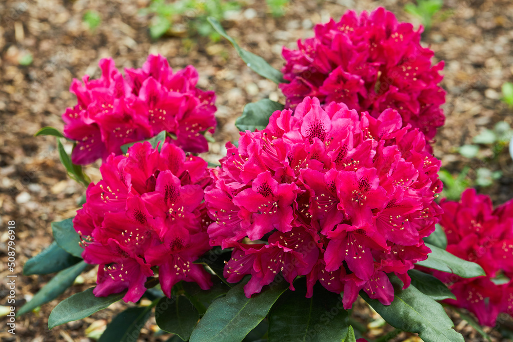 Pink Rhododendron Azalea japonica flowers in the garden. California rosebay evergreen shrub