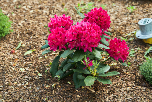 Pink Rhododendron Azalea japonica flowers in the garden. California rosebay evergreen shrub