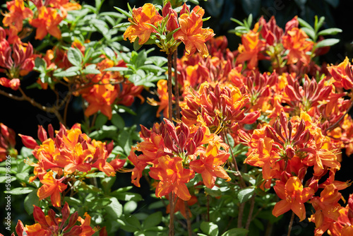 Knap Hill Hybrid Rhododendron. Hybrid Azalea Feuerwerk (Rhododendron molle, Rhododendron calendulaceum, Rhododendron arborescens) in the garden. 
