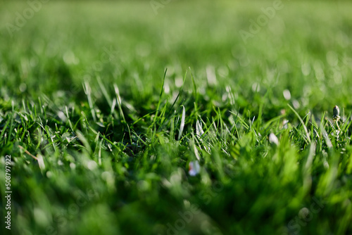 View of young green grass in the park, taken close-up with a beautiful blurring of the background