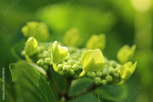 周り部分の蕾が丸く円を描くように開花を始めているガクアジサイのマクロ。日差したくさん当たっている