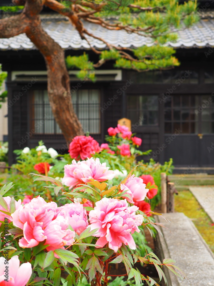 北海道の風景 小樽貴賓館 旧青山別邸 牡丹と芍薬