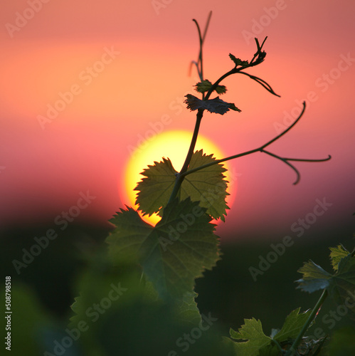Sonnenuntergang im Weinberg
Sunset in the vineyard