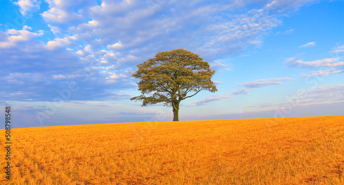 Lone tree with wheat field after harvest with straw bales at sunset