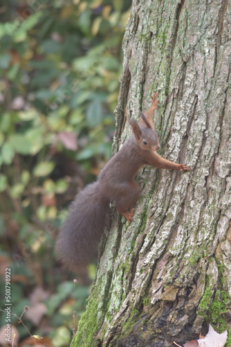 Eichhörnchen auf Futter suche © Michael