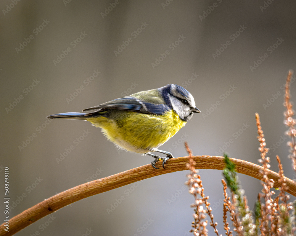 Obraz premium Blaumeise auf Futter suche