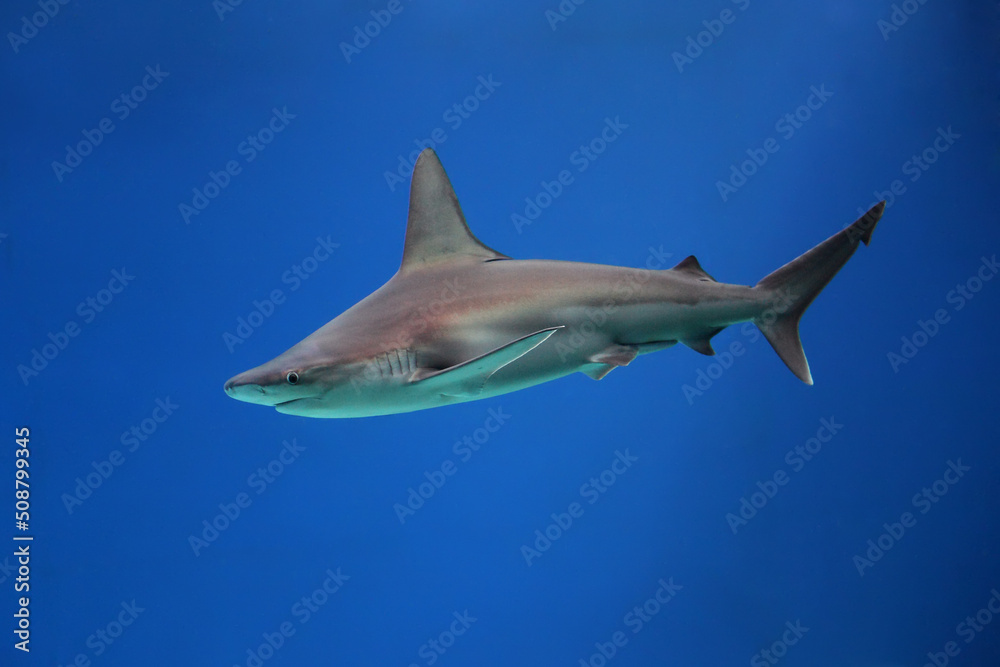SHARK SWIMMING UNDER THE SURFACE SHARK SWIMMING UNDER THE SURFACE