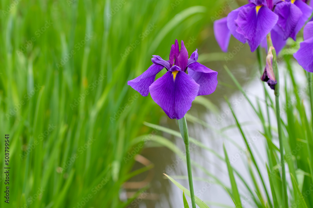 雨の日の花菖蒲