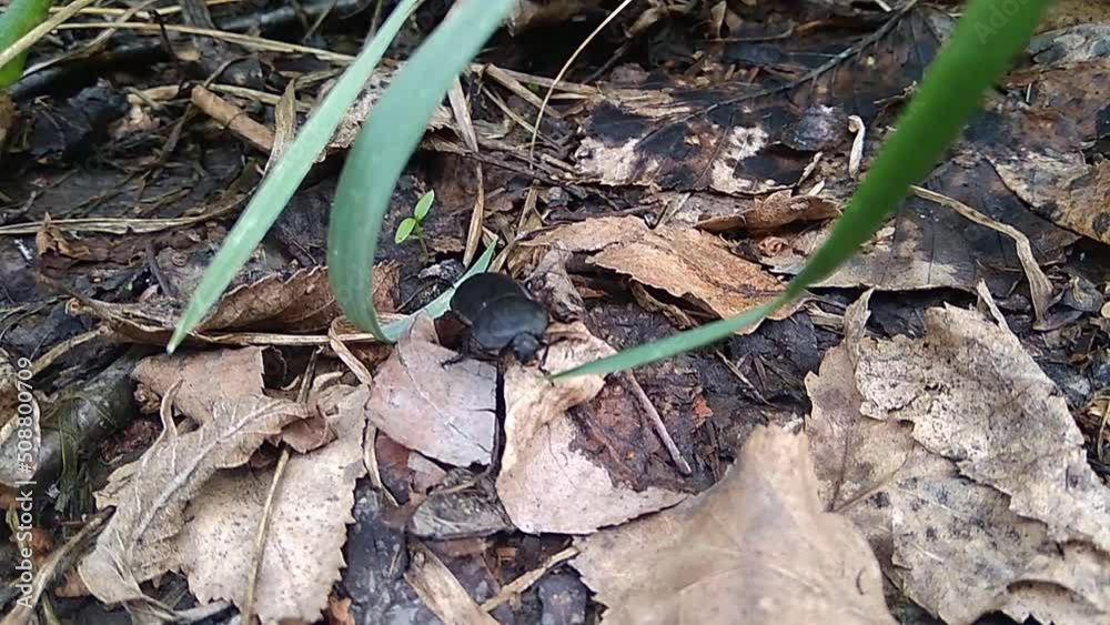 A black beetle is a dead eater, standing on the foliage, and an ant is running nearby. A black beetle is a dead eater, standing on the foliage, and an ant is running nearby.