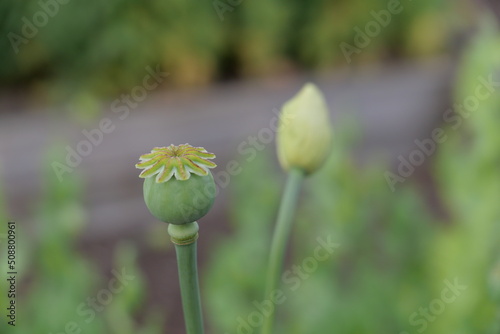 Mohn auf Blühwiese