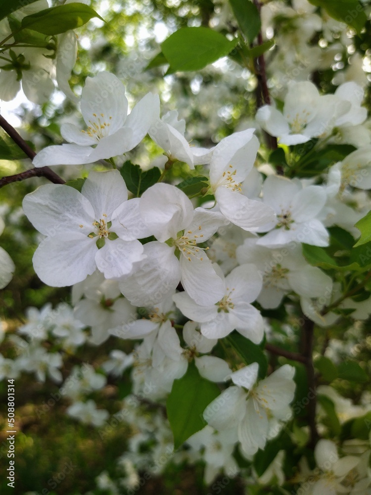Obraz premium Apple tree blossom