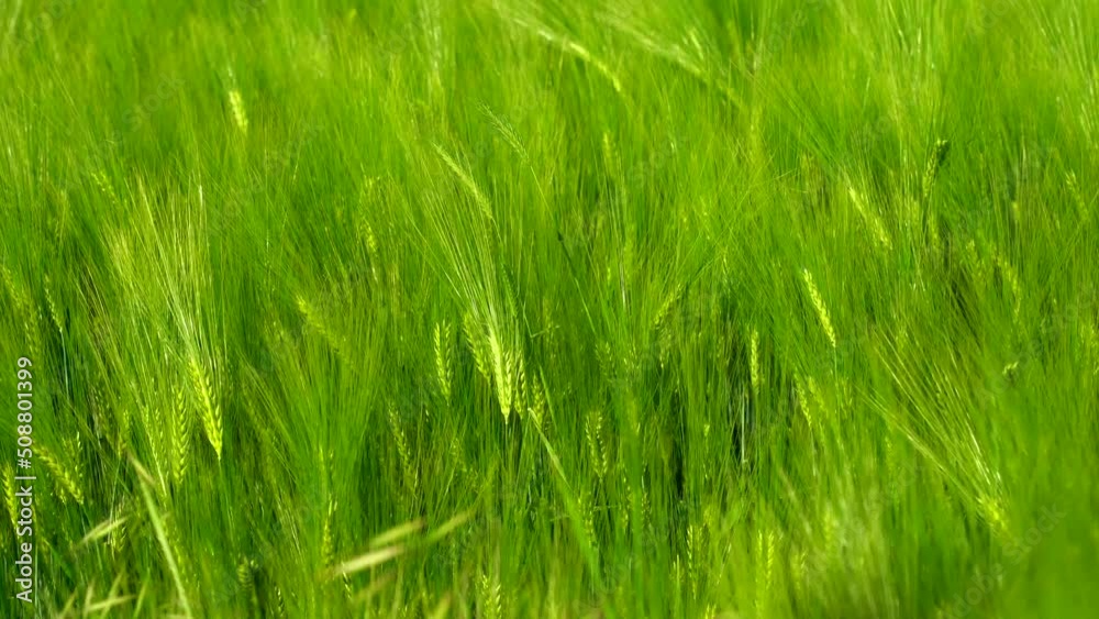 4K Green And Young Ripe Ears Of Wheat In Spring On The Field