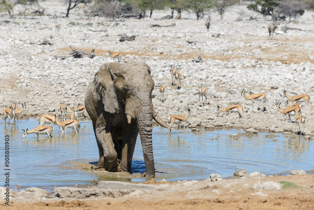 Obraz premium Wild african elephant on the waterhole in the savanna