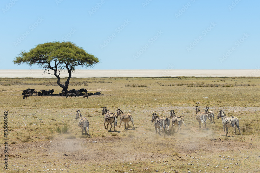 Wild zebras herd running in the African savanna Wild zebras herd running in the African savanna
