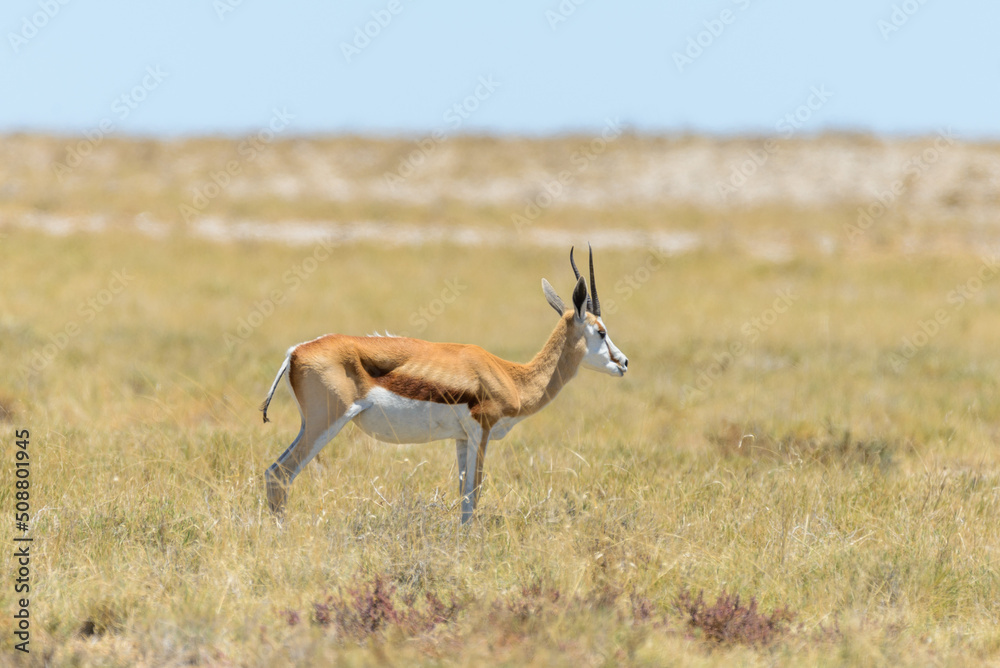 Wild springbok antelope in the African savanna Wild springbok antelope in the African savanna