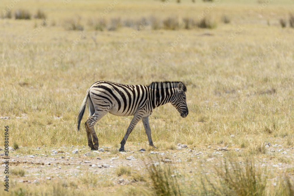 Fototapeta premium Wild zebra walking in the African savanna close up