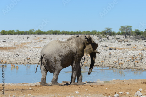 Wild african elephant on the waterhole in the savanna