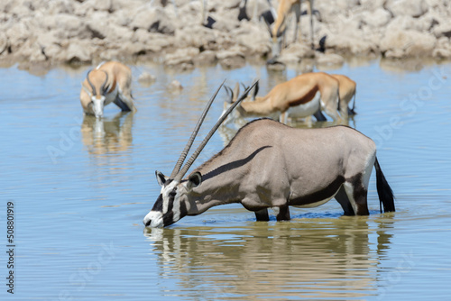 Wild oryx antelope in the African savannah