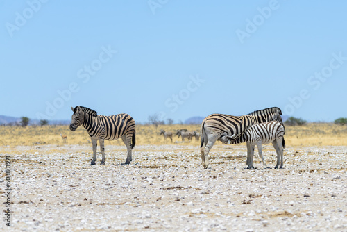 Wild zebras walking in the African savanna