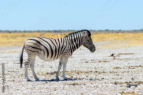 Wild zebra walking in the African savanna close up © Alexey Seafarer