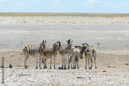 Wild zebras walking in the African savanna