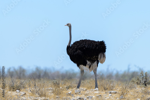 Wild ostrich walking in the African savannah