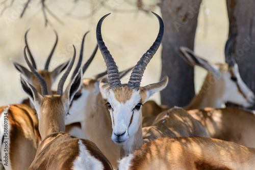 Fototapeta Naklejka Na Ścianę i Meble -  Wild springbok antelope portrait in the African savanna close up