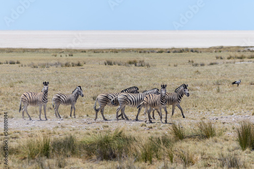 Wild zebras walking in the African savanna