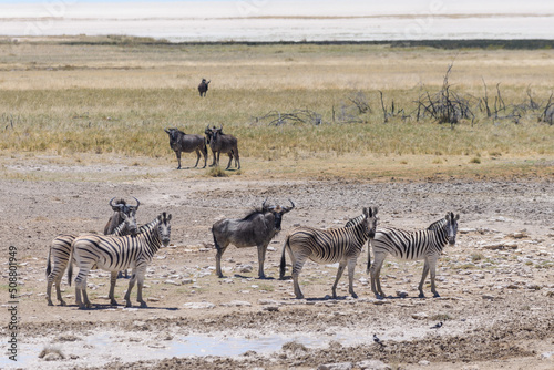 Wild zebras walking in the African savanna
