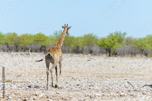 Giraffe on waterhole in the African savanna