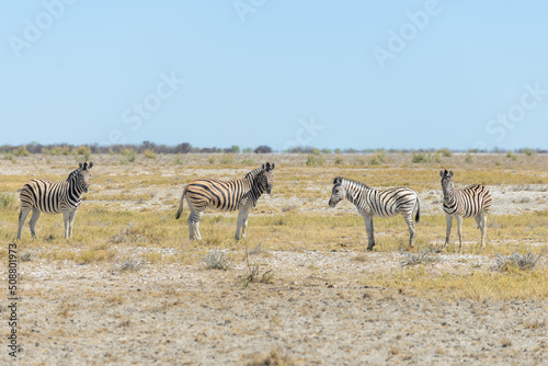 Wild zebra walking in the African savanna