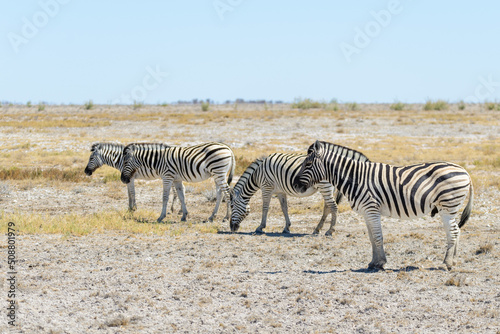 Wild zebra walking in the African savanna