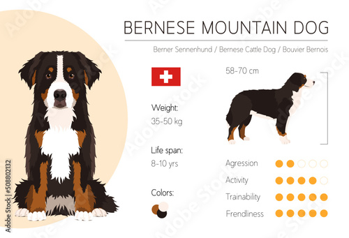 Dog infographic. Vector design template. Breed characteristics. Bernese mountain dog photo