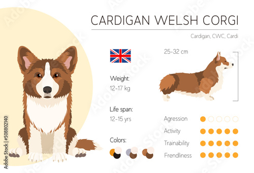 Dog infographic. Vector design template. Breed characteristics. Welsh Corgi Cardigan