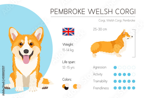 Dog infographic. Vector design template. Breed characteristics. Welsh Corgi Pembroke