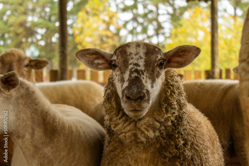 Quadro em tela Brown sheep looking at camera with muzzle dirty with feed