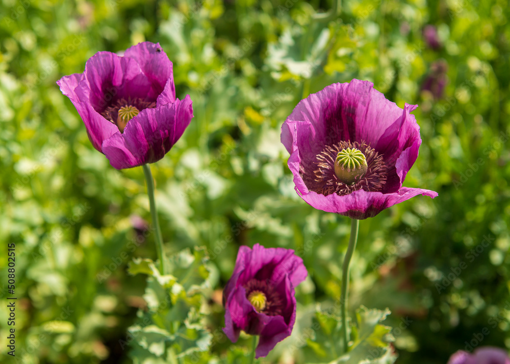 Poppies, vlčí máky, obilí, corn, pole, field, nature