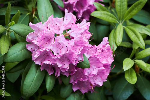 Rhododendron Catawbiense Grandiflorum purple flowers and buds close up. Called Mountain rosebay  Purple ivy  Purple laurel  Purple rhododendron  Red laurel  Rosebay  Rosebay laurel