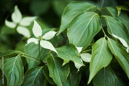 Flowering Chinese dogwood plant in spring (Cornus kousa). Common names include kousa dogwood, Chinese, Korean and Japanese dogwood.  photo