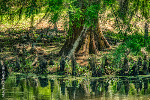 Jungle Garden  Avery Island  Louisiana