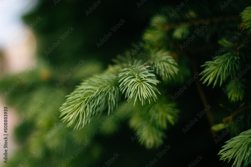 spruce branch green young nature on a black background spruce branch green young nature on a black background