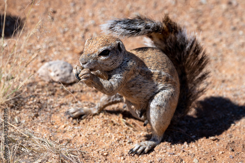 The African ground squirrels (genus Xerus) staying on dry stones of Kalahari desert and feeding. Up to close. Feeding ground squirrel.