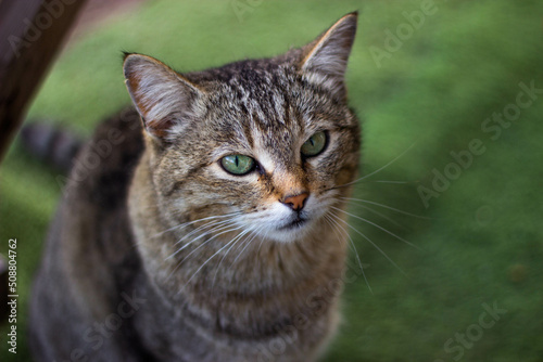 the tabby cat is sitting looking straight into the camera © Анастасия Мулюкова